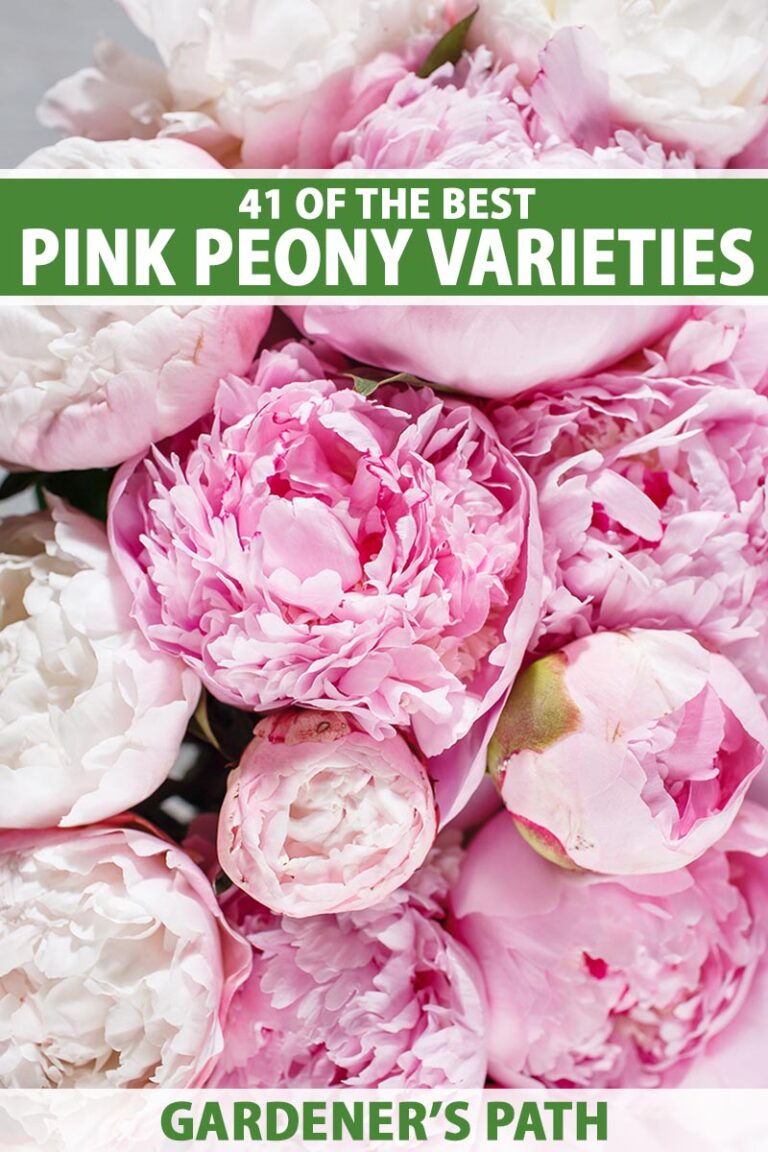 Best Pink Peonies Pin