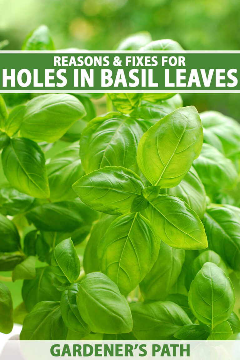 Holes in Basil Leaves Pin