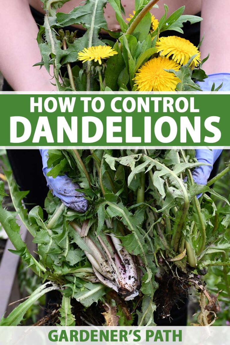 How to Control Dandelions Pin