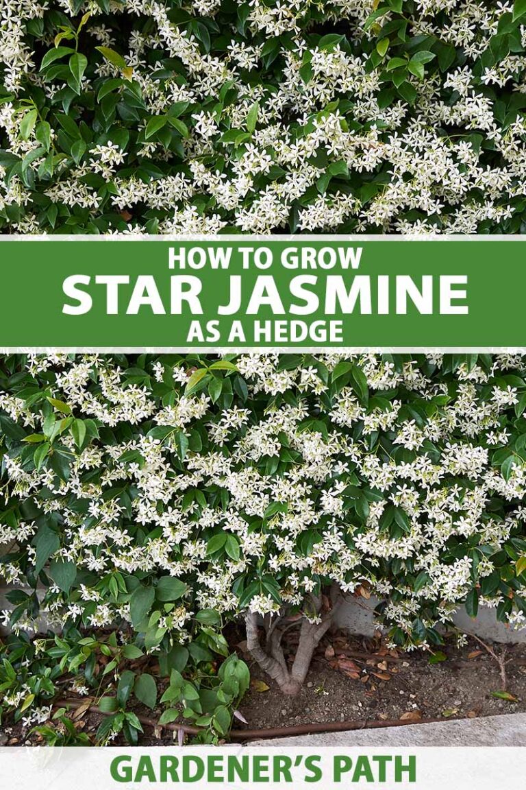 How to Grow Star Jasmine as a Hedge Pin