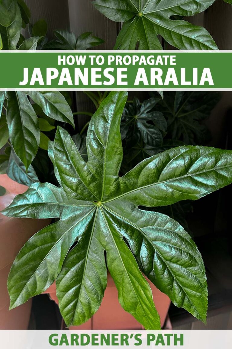How to Propagate Japanese Aralia from Seed Pin