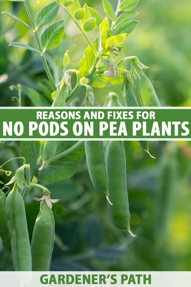 Peas Not Producing Pods Pin