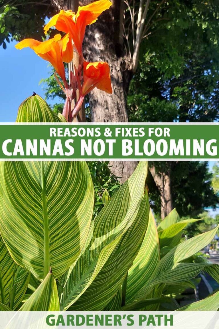 Canna Lilies Not Blooming Pin