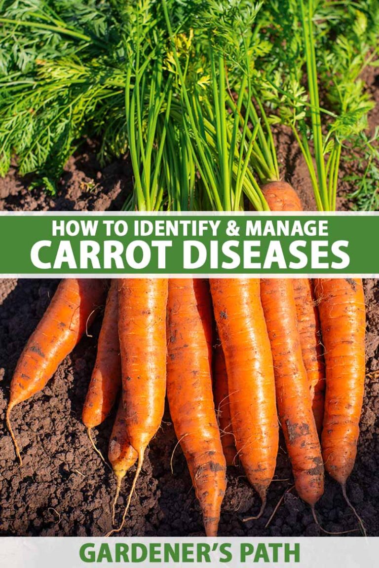 Common Carrot Diseases Pin