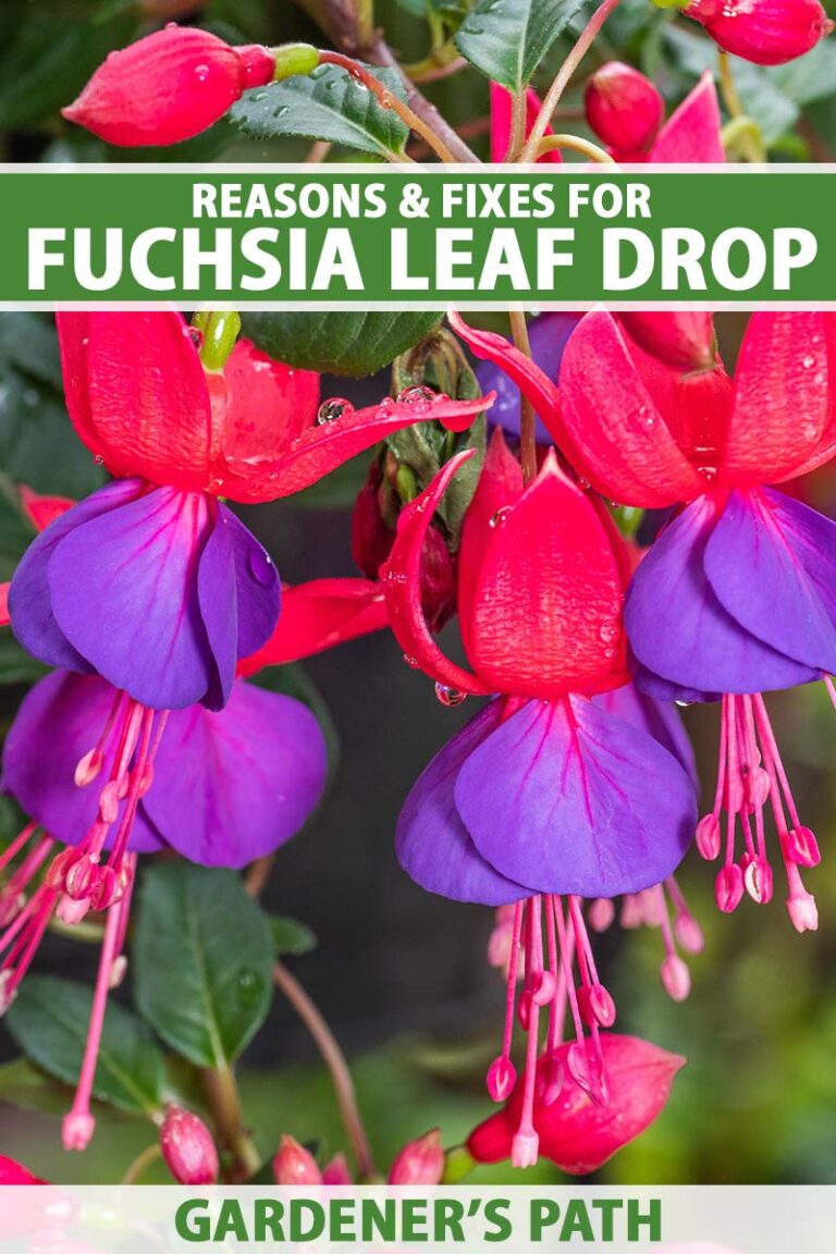 Fuchsia Leaf Drop Pin