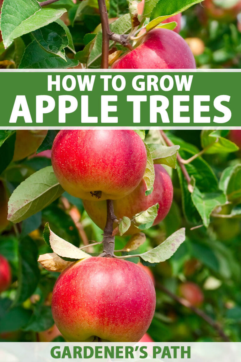 How to Grow Apples Pin