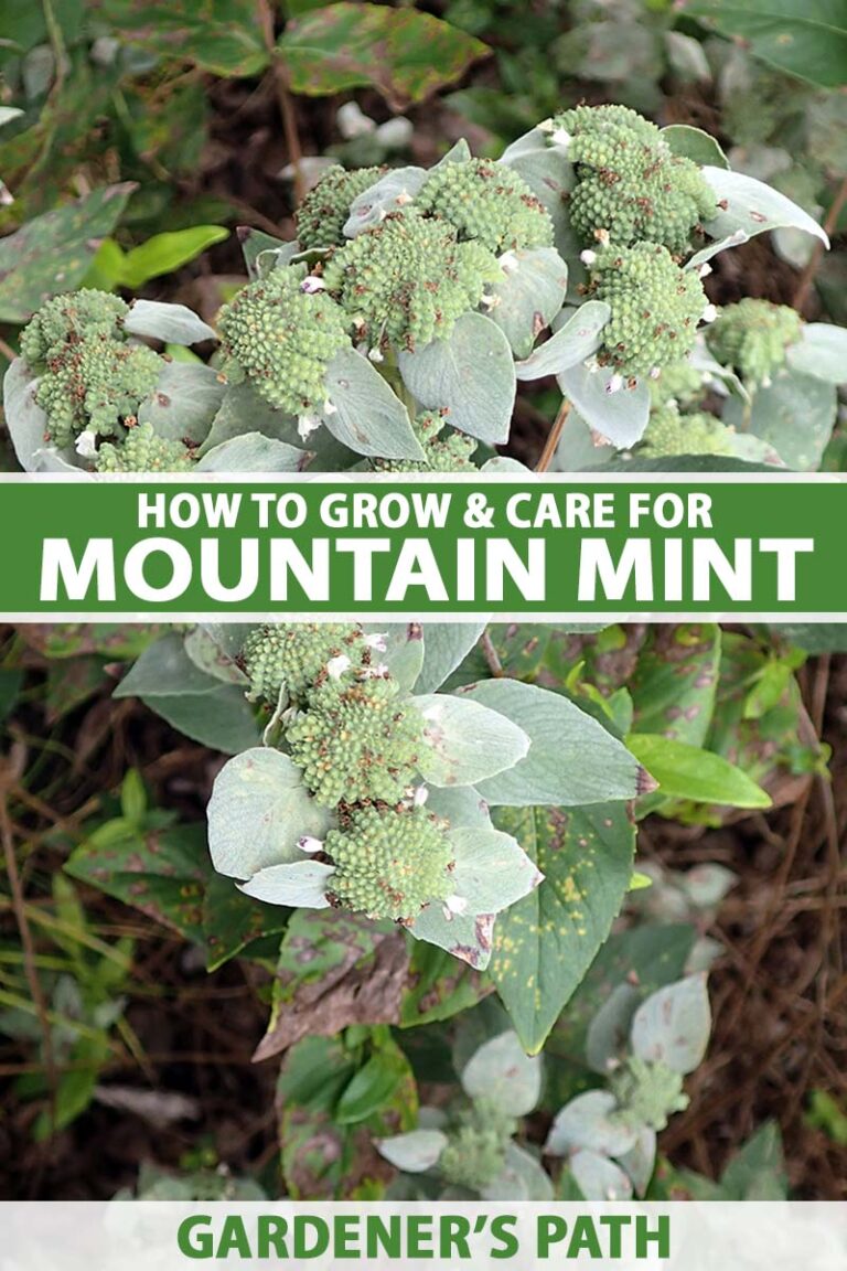 How to Grow Mountain Mint Pin