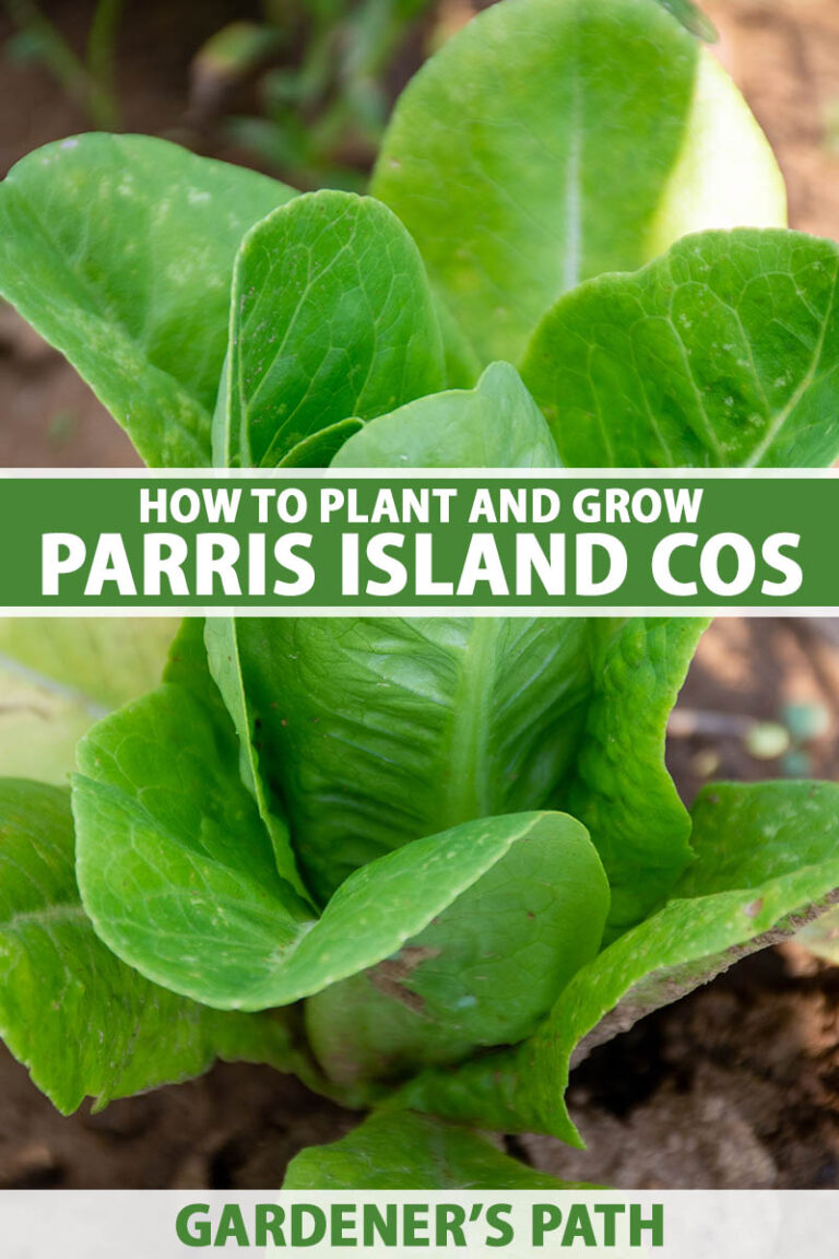 How to Grow Parris Island Cos Pin