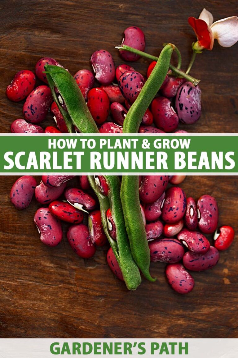 How to Grow Scarlet Runner Beans Pin