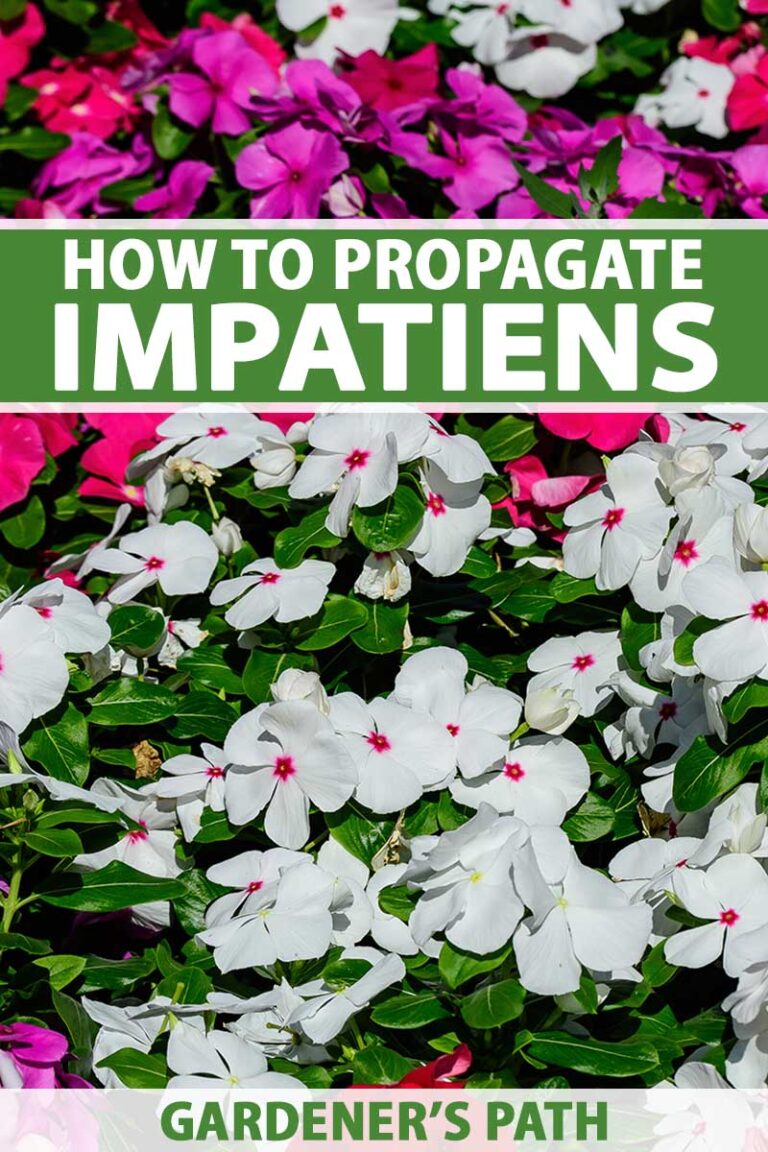 How to Propagate Impatiens Pin