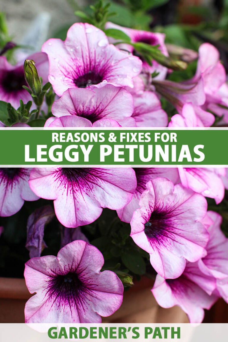 Reasons and Fixes for Leggy Petunias Pin