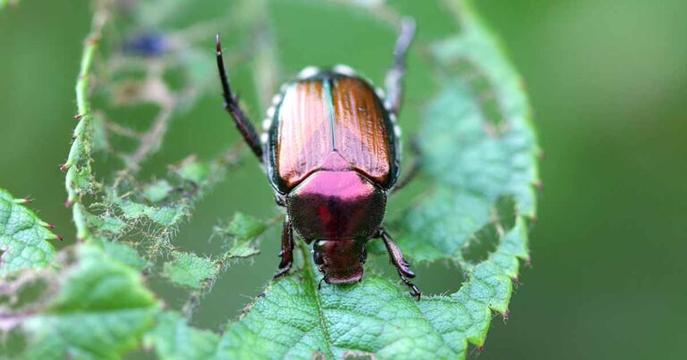 How to Control Japanese Beetles FB