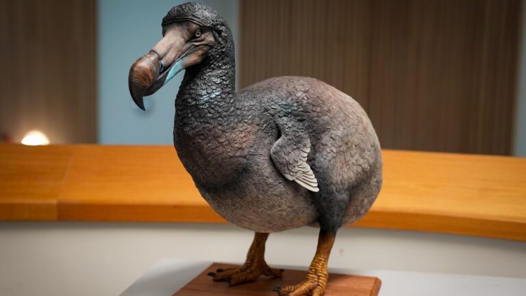 Dodo Sculpture