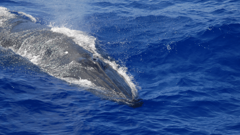 brydes whale