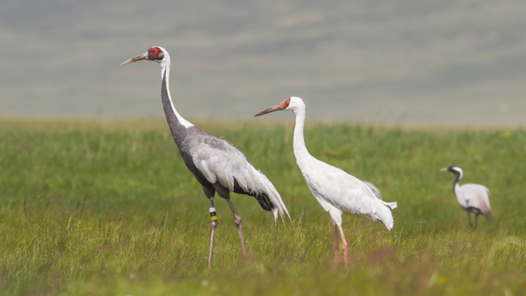 three cranes