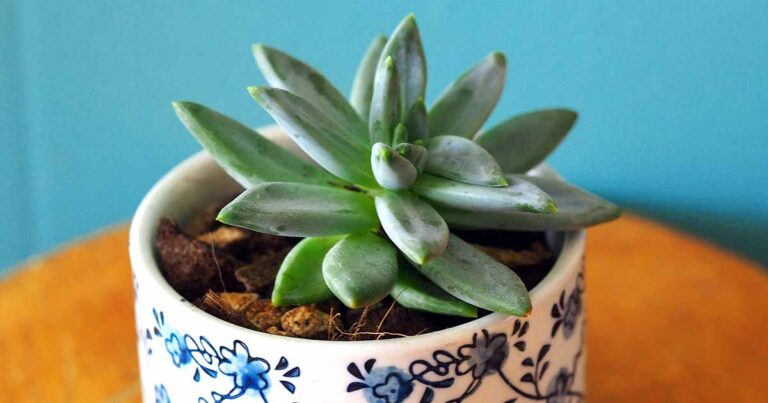 How to Grow Little Jewel Pachyveria FB