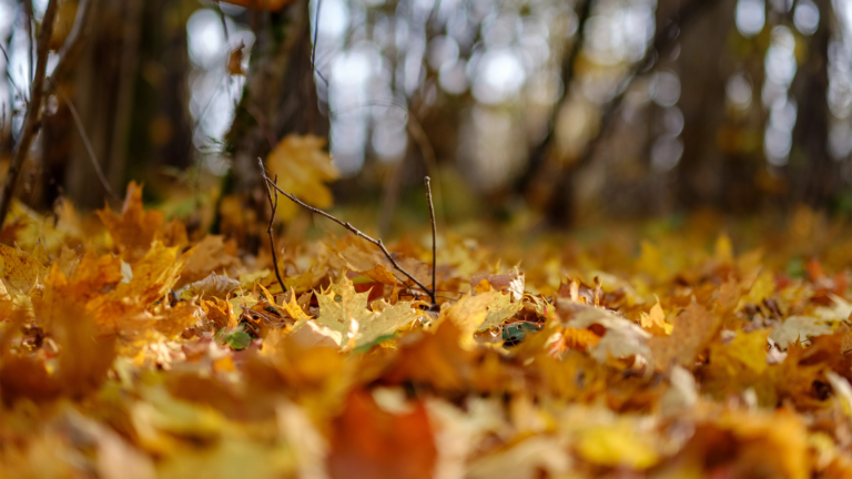 autumn leaves ground