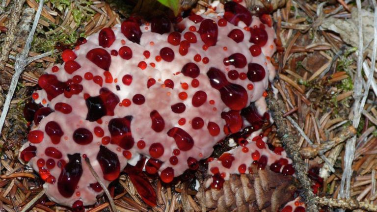 bleeding tooth fungus