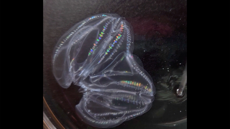 comb jelly