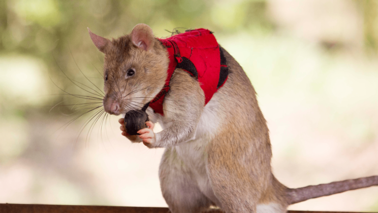 rat wearing vest