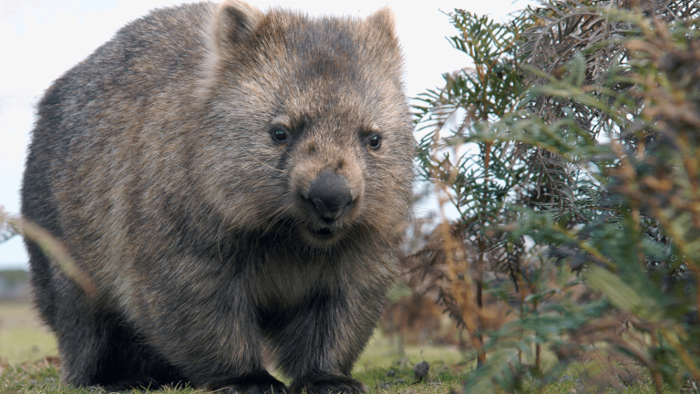 wombat