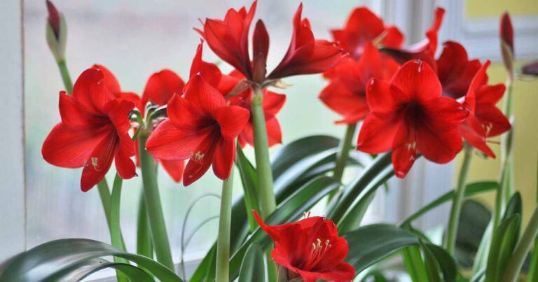 Amaryllis Drooping Leaves FB