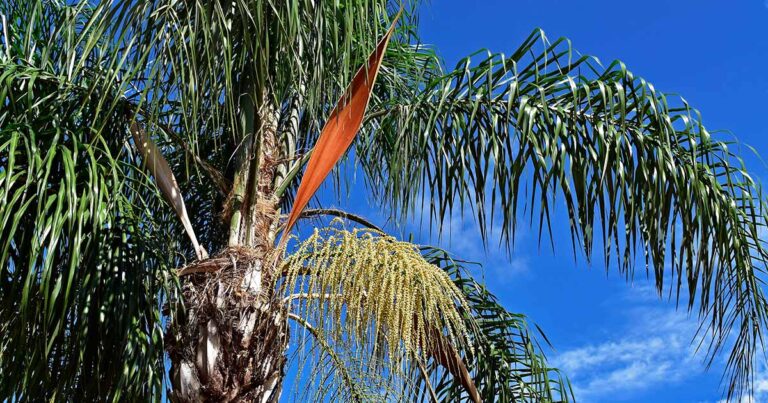 How to Winterize Queen Palms FB