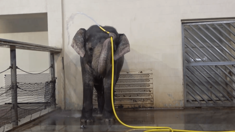 elephant hose