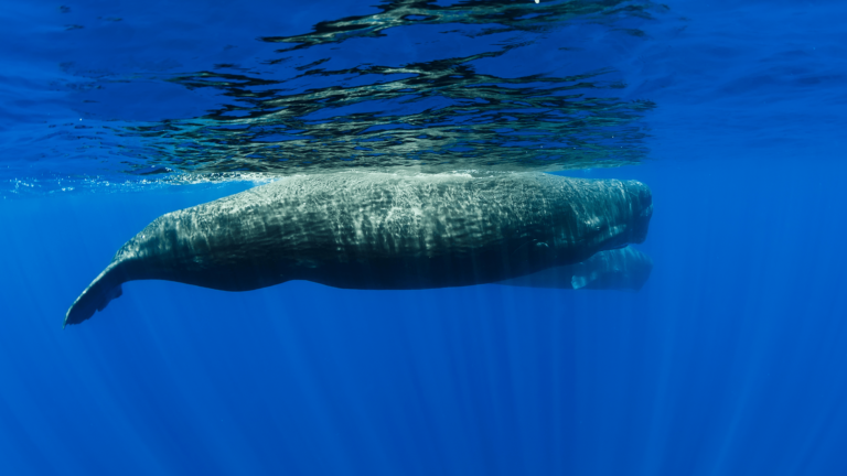 sperm whales swimming