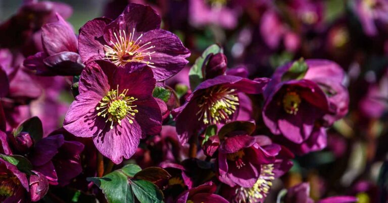 Grow Hellebores in Containers FB