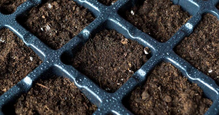 How to Choose Soil for Starting Seeds FB