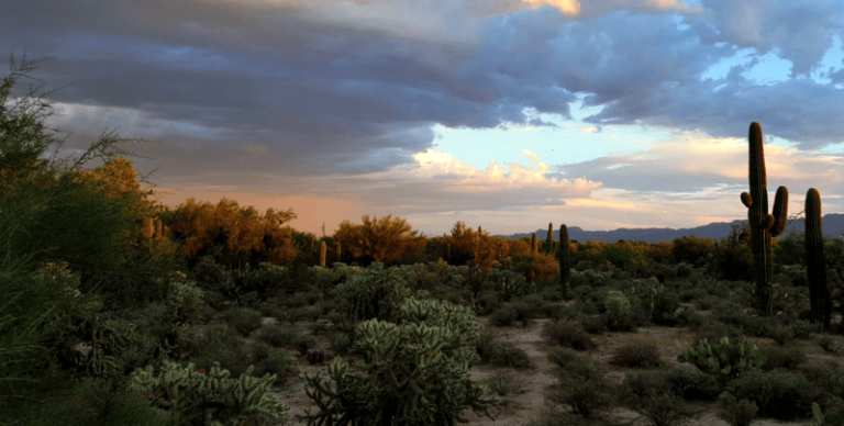 arizona desert 1