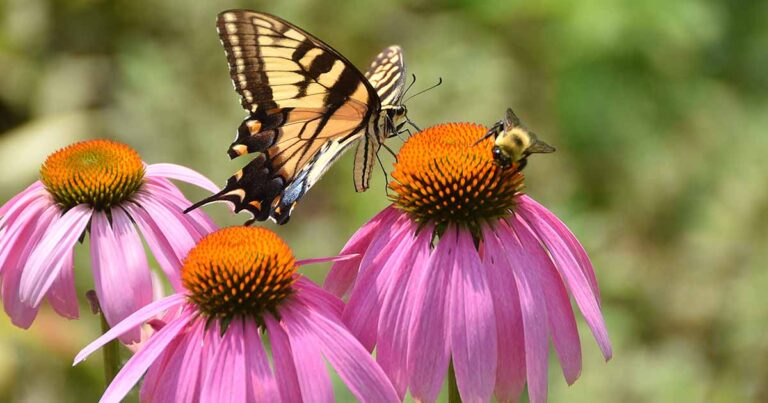 Flowering Perennials for Butterflies FB