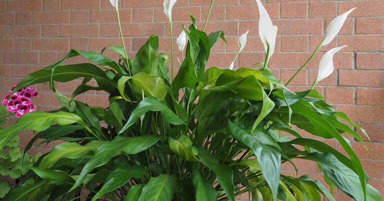 Peace Lily Diseases FB