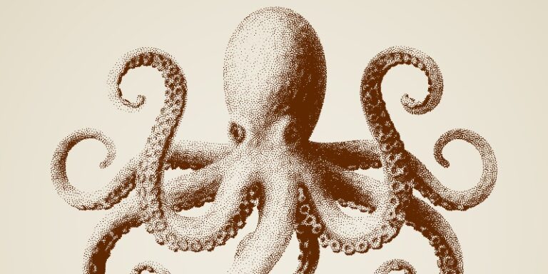 octopus 1