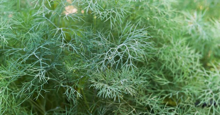 Best Dill Varieties FB