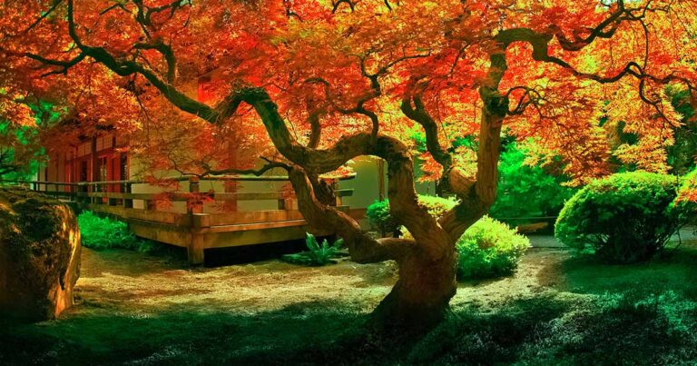 How to Fertilze Japanese Maple FB