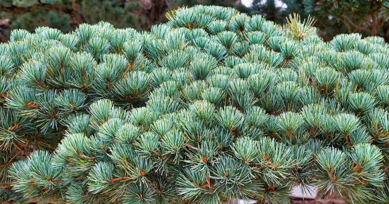 How to Grow Japanese White Pine FB