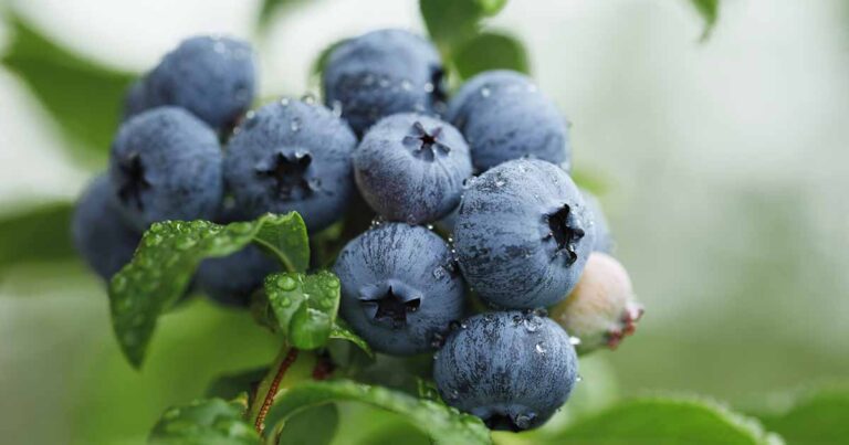 How to Propagate Blueberries FB