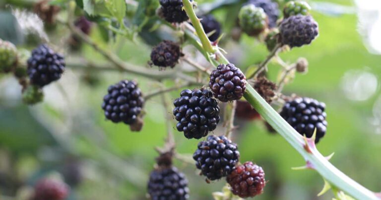 Learn About Brambles the Marvelous Plants of the Rubus Genus FB