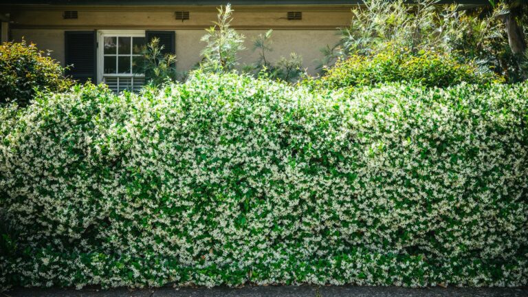 living fence flowers